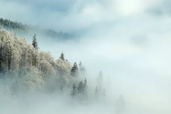 Papier peint chambre adulte forêt enneigée