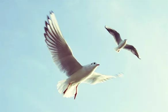 Envol mouettes