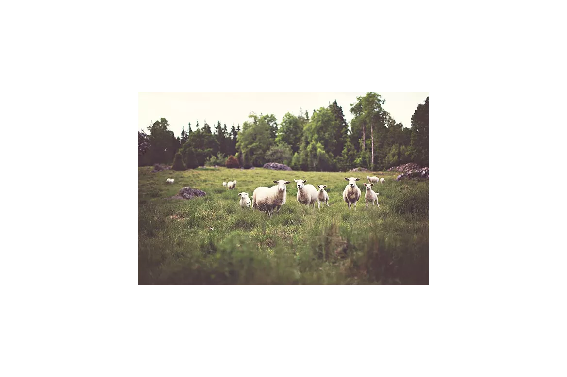 tableau nature Moutons
