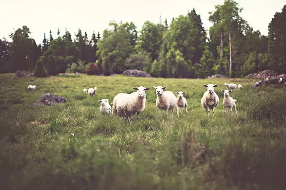 Moutons prairie montagne