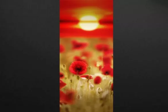 coquelicots rouges