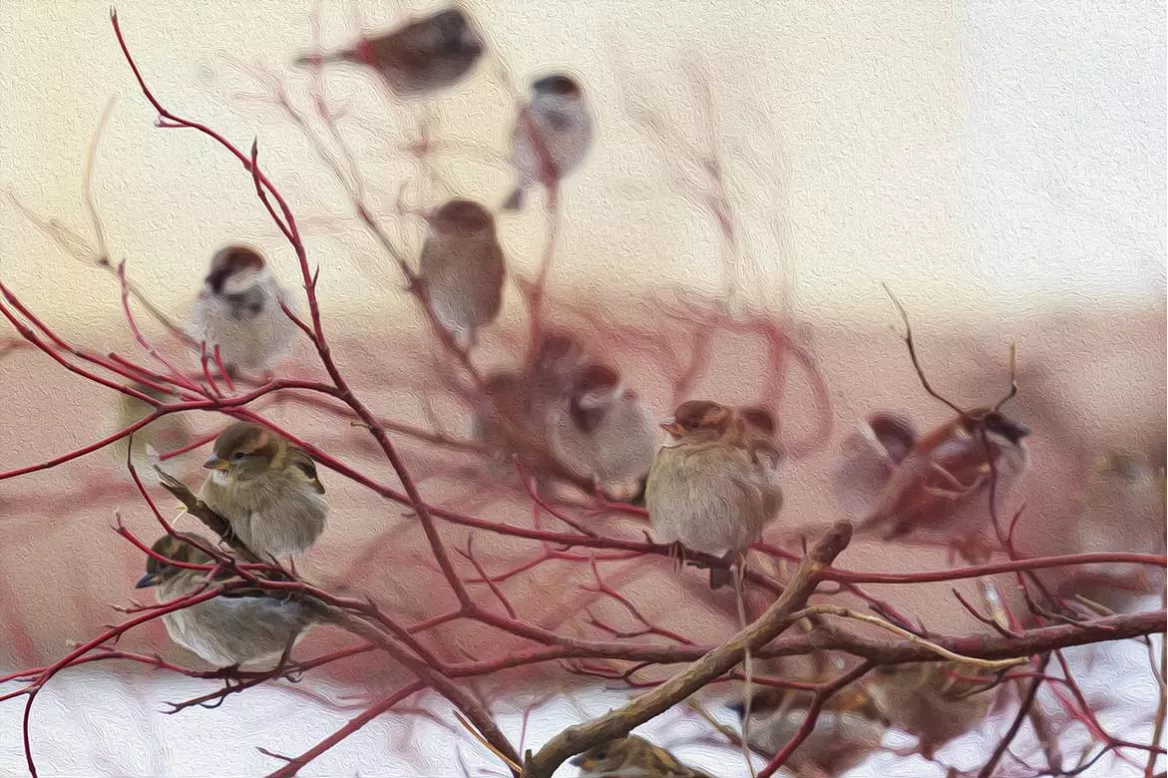 Tableau déco Petits oiseaux