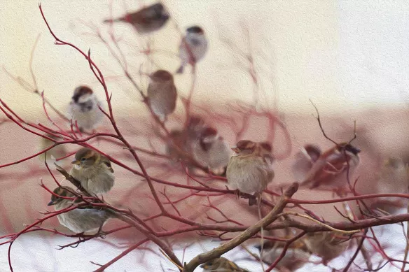 Petits oiseaux