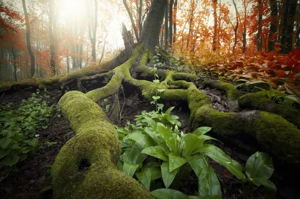 racines sous bois foret primaire