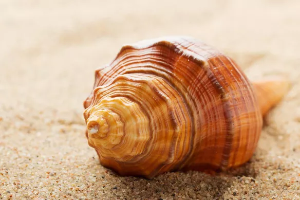 coquillage sur sable