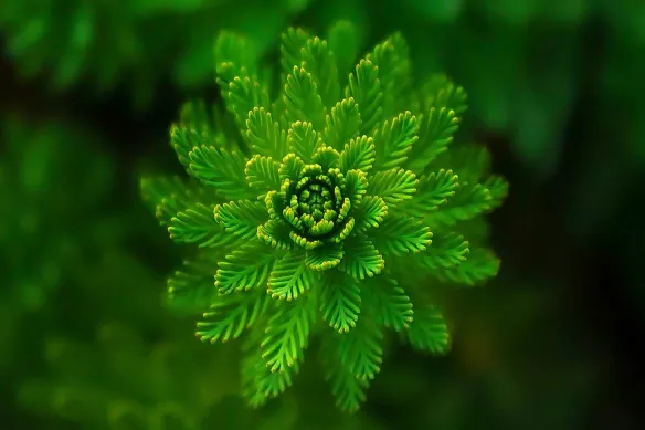 Tableau décoration Focus Vert