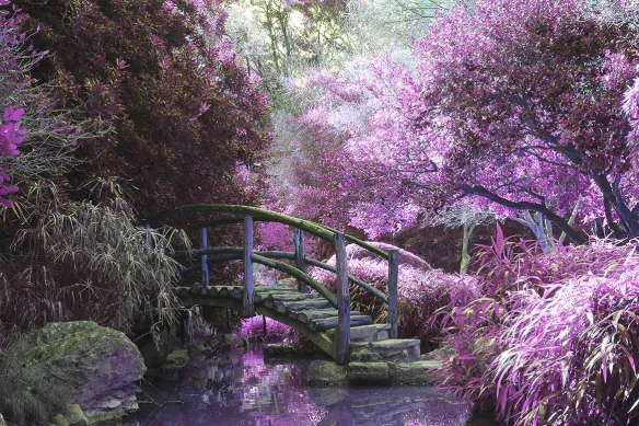 Tableau violet Jardin d’Eden