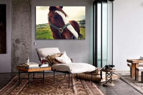 Tableau décoratif Regard de Cheval 