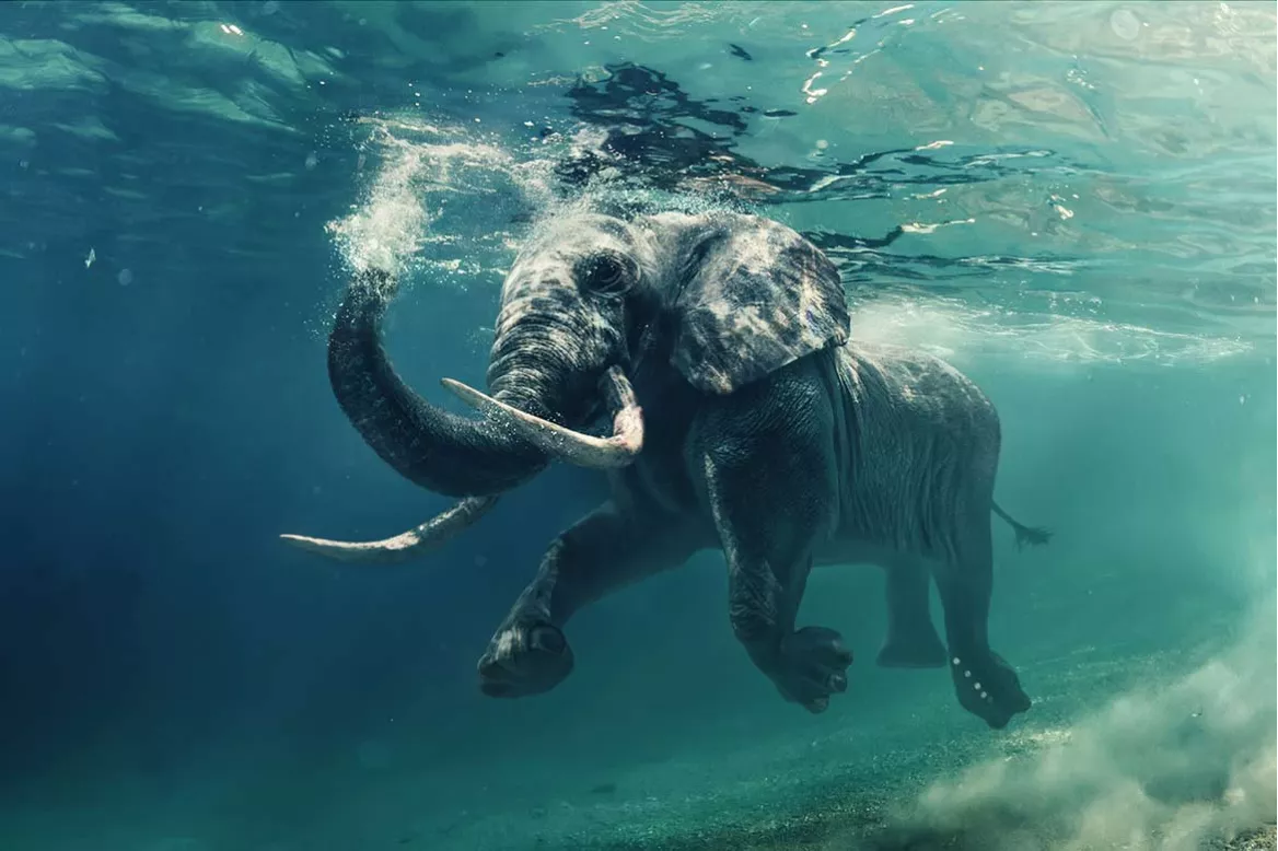 Tableau design éléphant marin