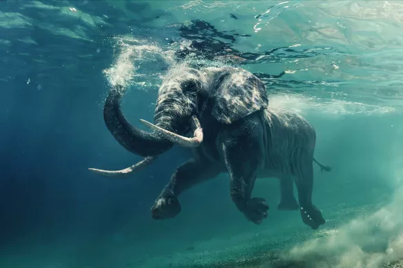 Toile design éléphant marin