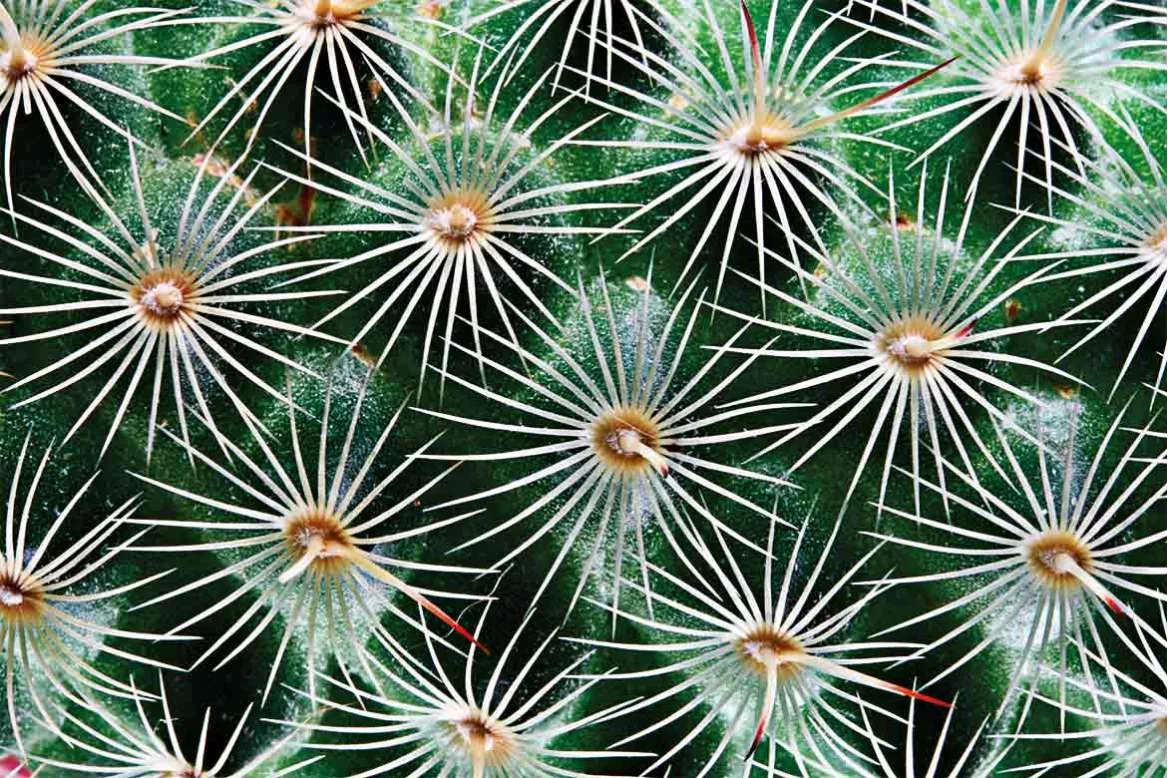 Tableau grand format Cactus macro