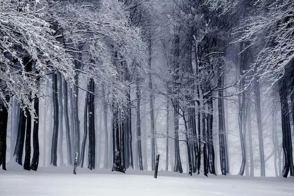 Tableau décoration Foret Hiver