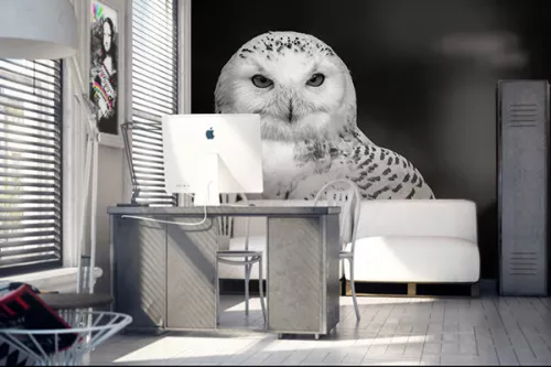 Papier peint noir Hibou