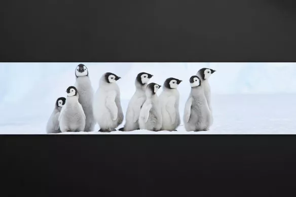 Déco mur Cuisine Pingouins