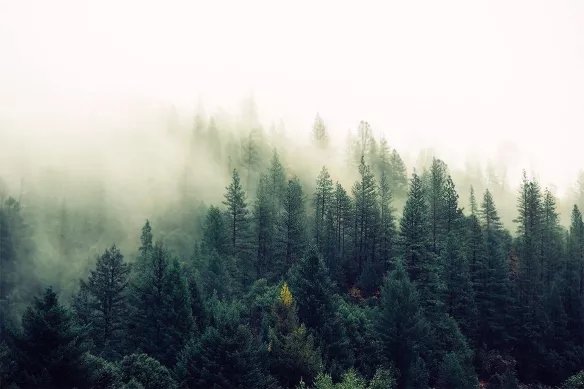 tableau mural Dans les bois