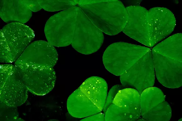 Tableau zen nature Lucky