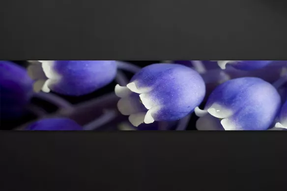 Credence deco muscari