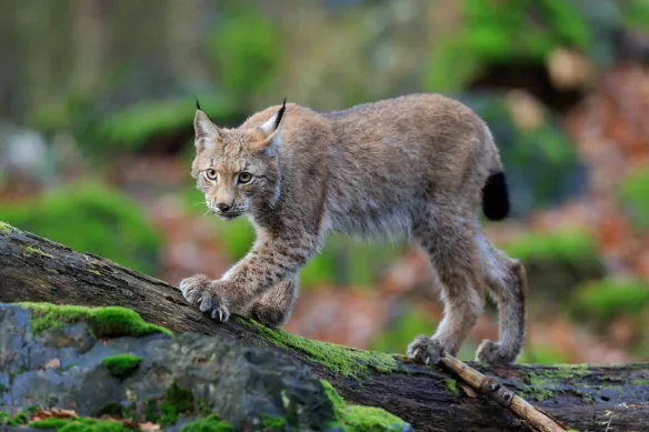 tableau animaux lynx