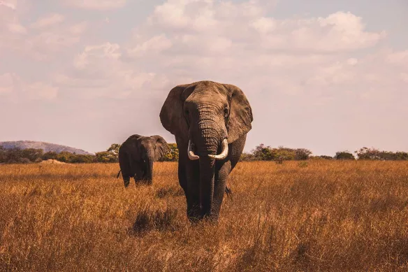 Toile éléphant dans la savane