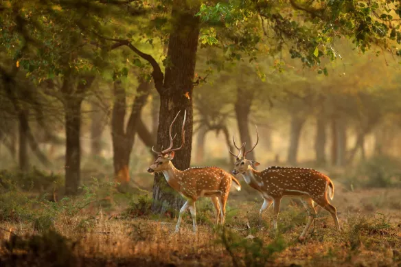 tableau cerfs deco nature