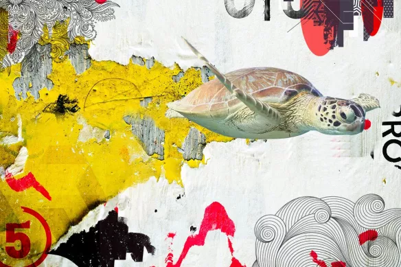 papier-peint-chambre-ado-tortue