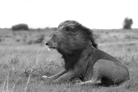 Poster Lion face au vent