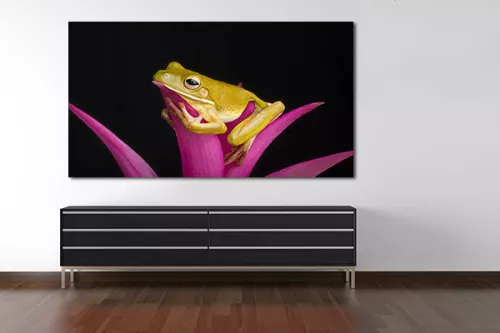 Tableau toile Grenouille sur fleur rose