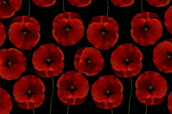 cadre coquelicot rouge et noir