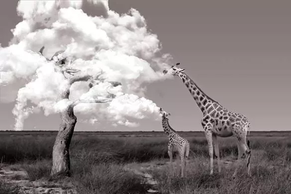 papier-peint-chambre-girafes-gourmandes