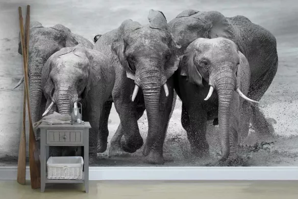 Papier peint panoramique noir et blanc Troupe d’éléphants