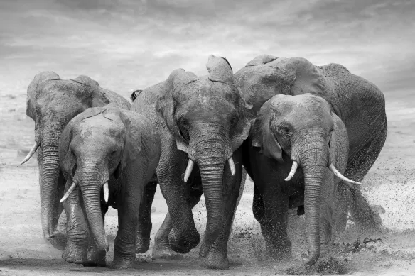 Papier peint panoramique noir et blanc Troupe d’éléphants