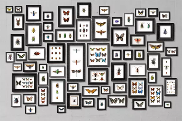 Papier peint couloir Collection de Papillons