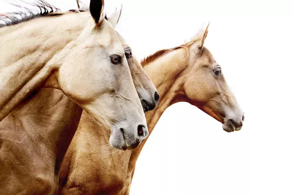 Papier peint chambre Troupe de chevaux