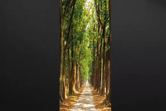stickers porte placard chemin forestier