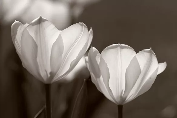 papier-peint-chambre-fleurs-geantes-blanches