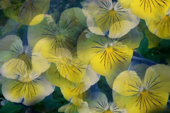 toile-fleurs-jaunes-pour-salon