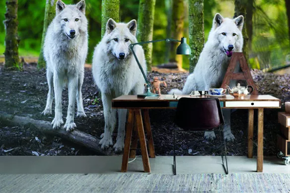 Papier peint grande largeur Loup blanc en meute