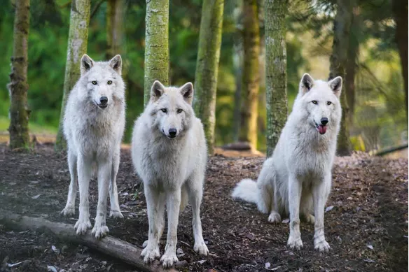 Papier peint grande largeur Loup blanc en meute