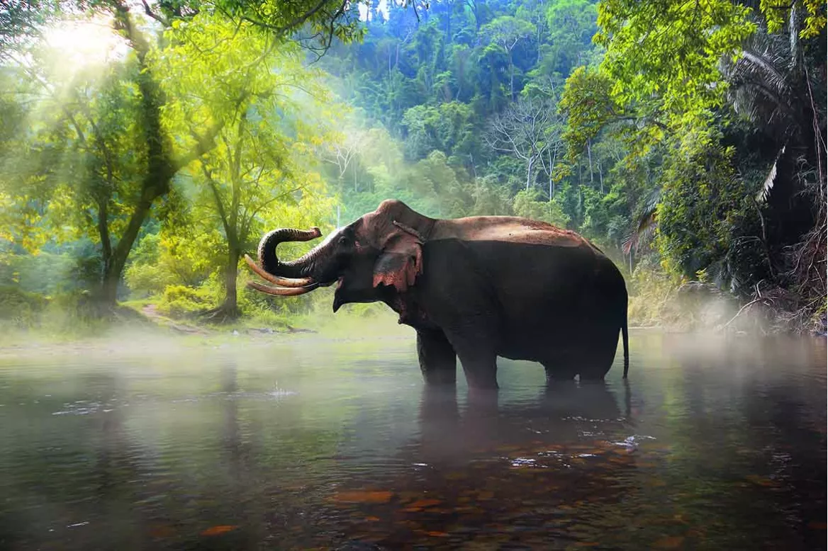 tableau-tropical-éléphant-dans-la-jungle