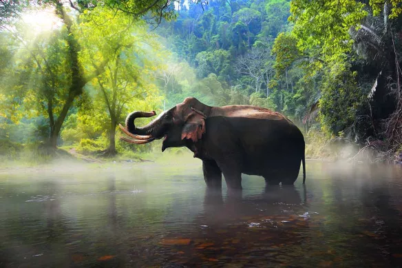 tableau-elephant-dans-la-jungle