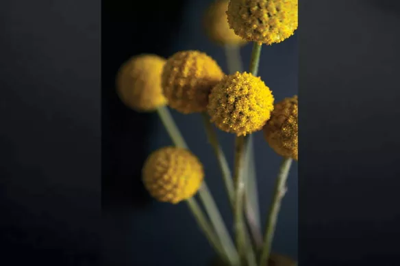 tableau-fleur-de-tanaisie