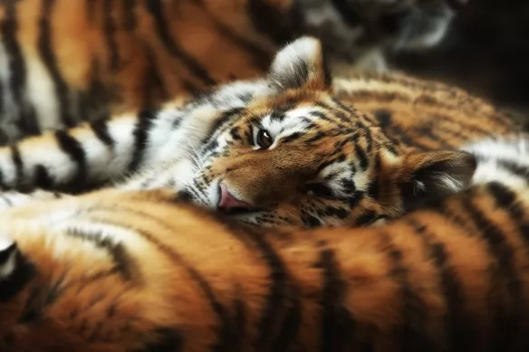 Papier peint animaux Sieste du Tigre