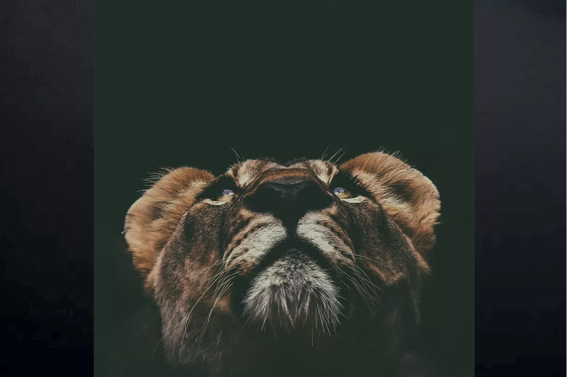Tableau lion à l’affut