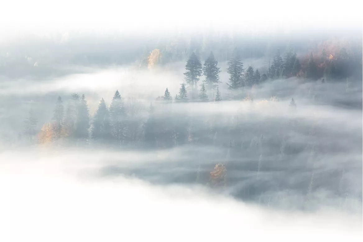 Tableau forêt brumeuse