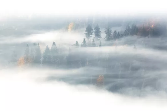 cadre mural paysage foret brumeuse