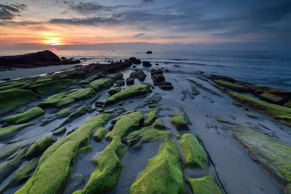 tableau-paysage-marin-plage-algues