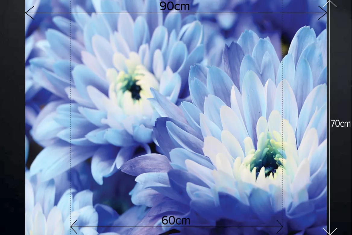 Fond de hotte cuisine imprimé Aster bleu