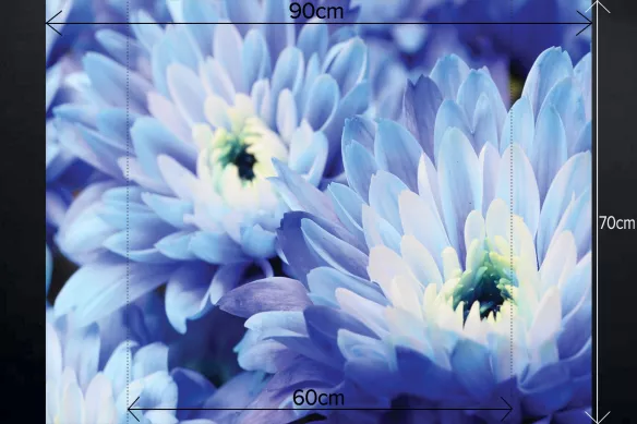 Fond de hotte cuisine imprimé Aster bleu