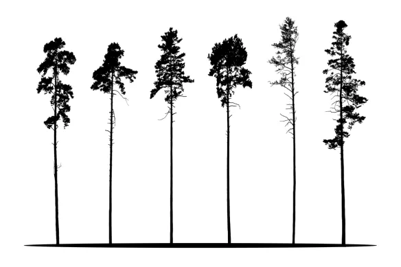 Arbre fin et noir