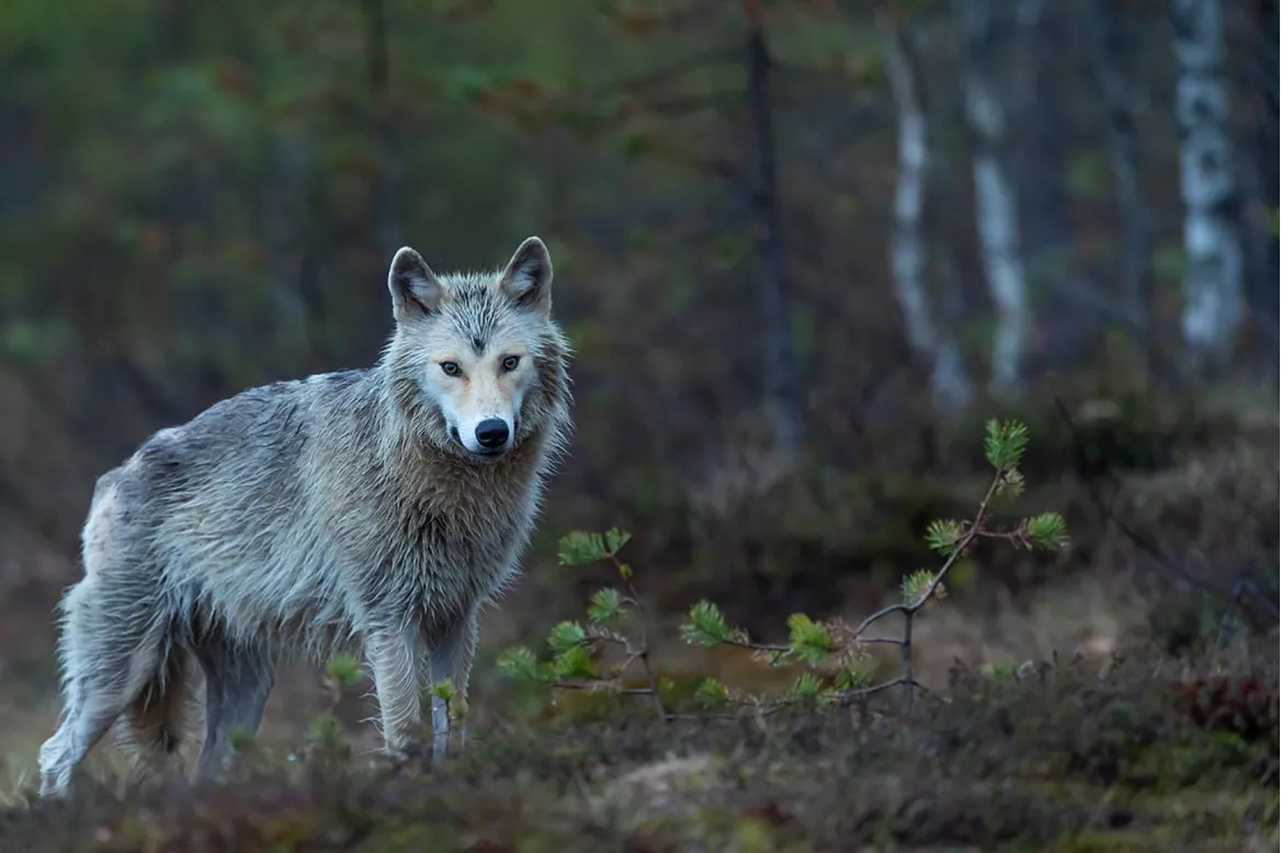 tableau-toile loup